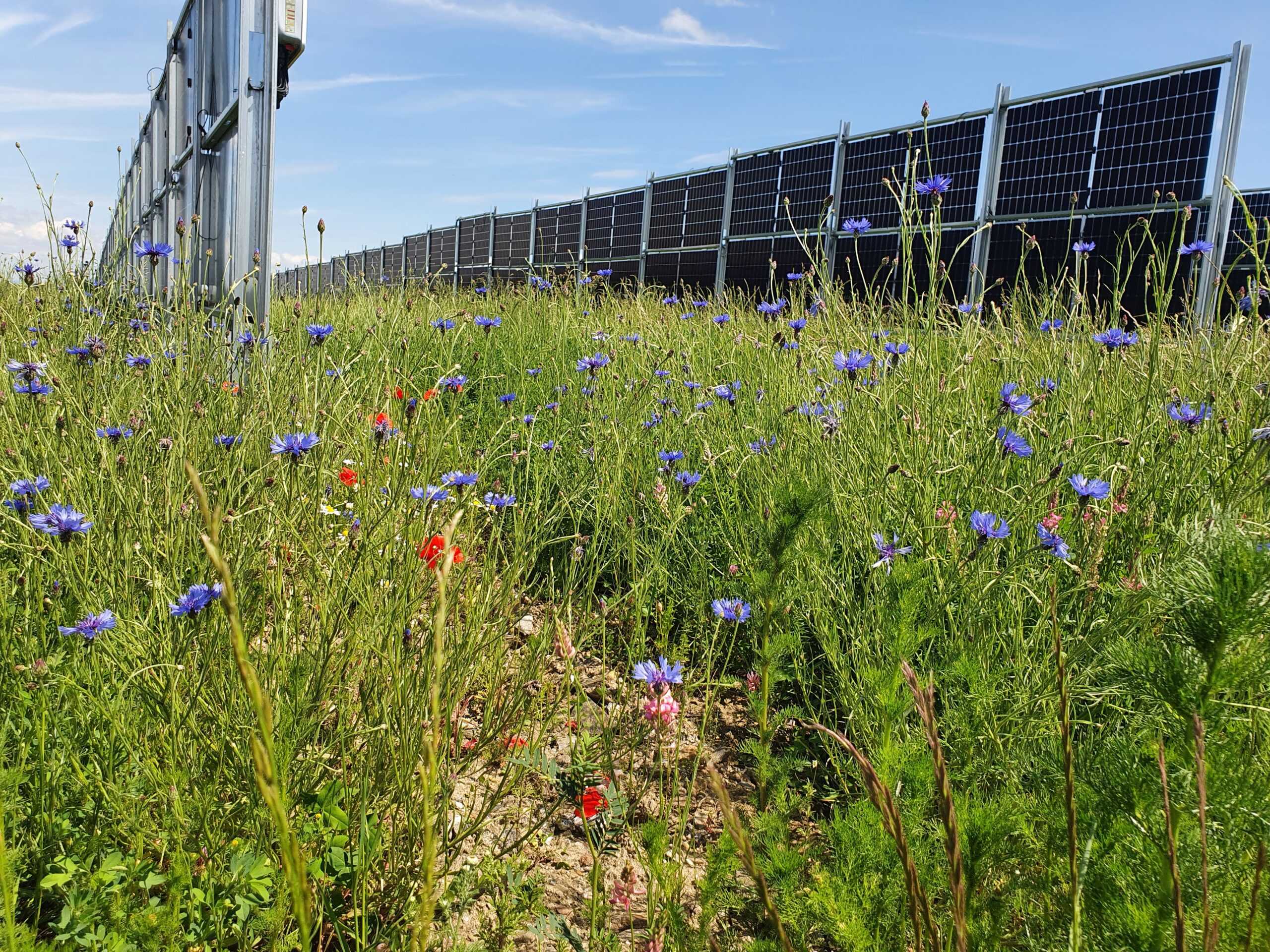 Interreg Europe Projekt „BiodIvErSe“