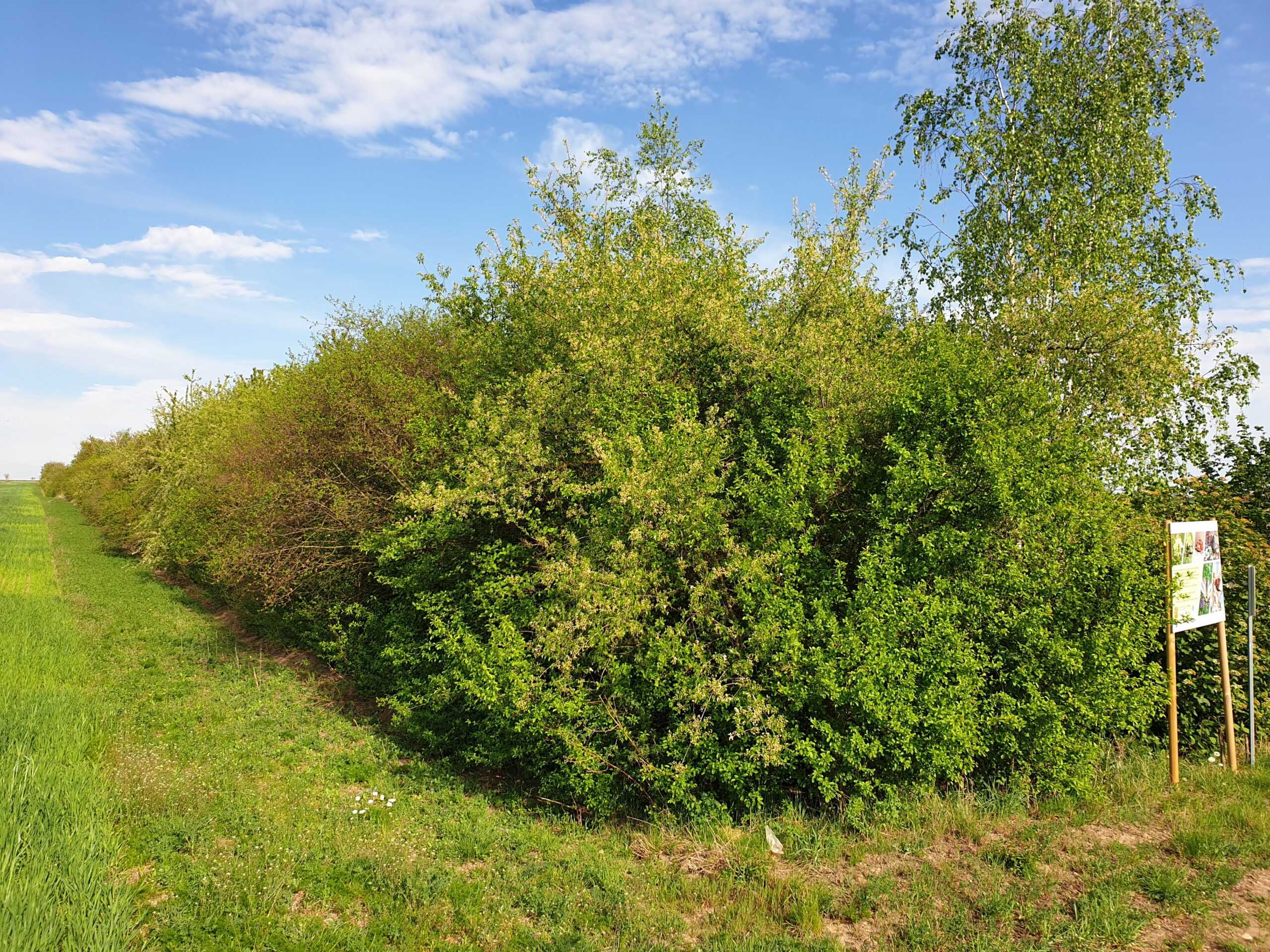 Das Foto zeigt eine grüne, lange und breite Strauchhecke - als Windschutzanlage.