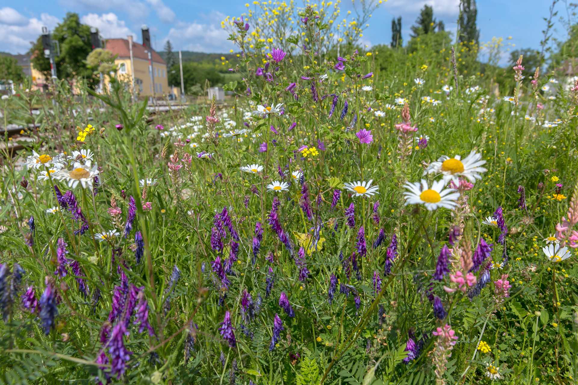 Biodiversitaet-in-Gaerten-und-Gruenraeumen