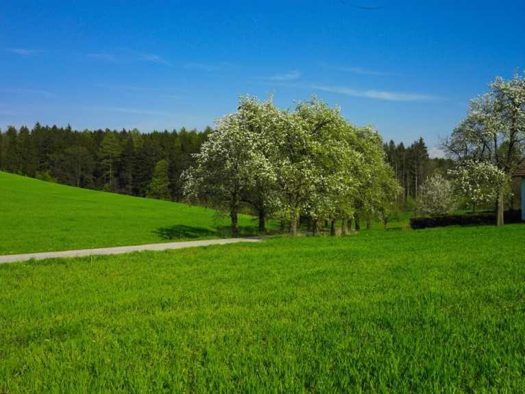 Das Foto zeigt eine frische grüne Wiese mit Obstbäumen im Frühling.