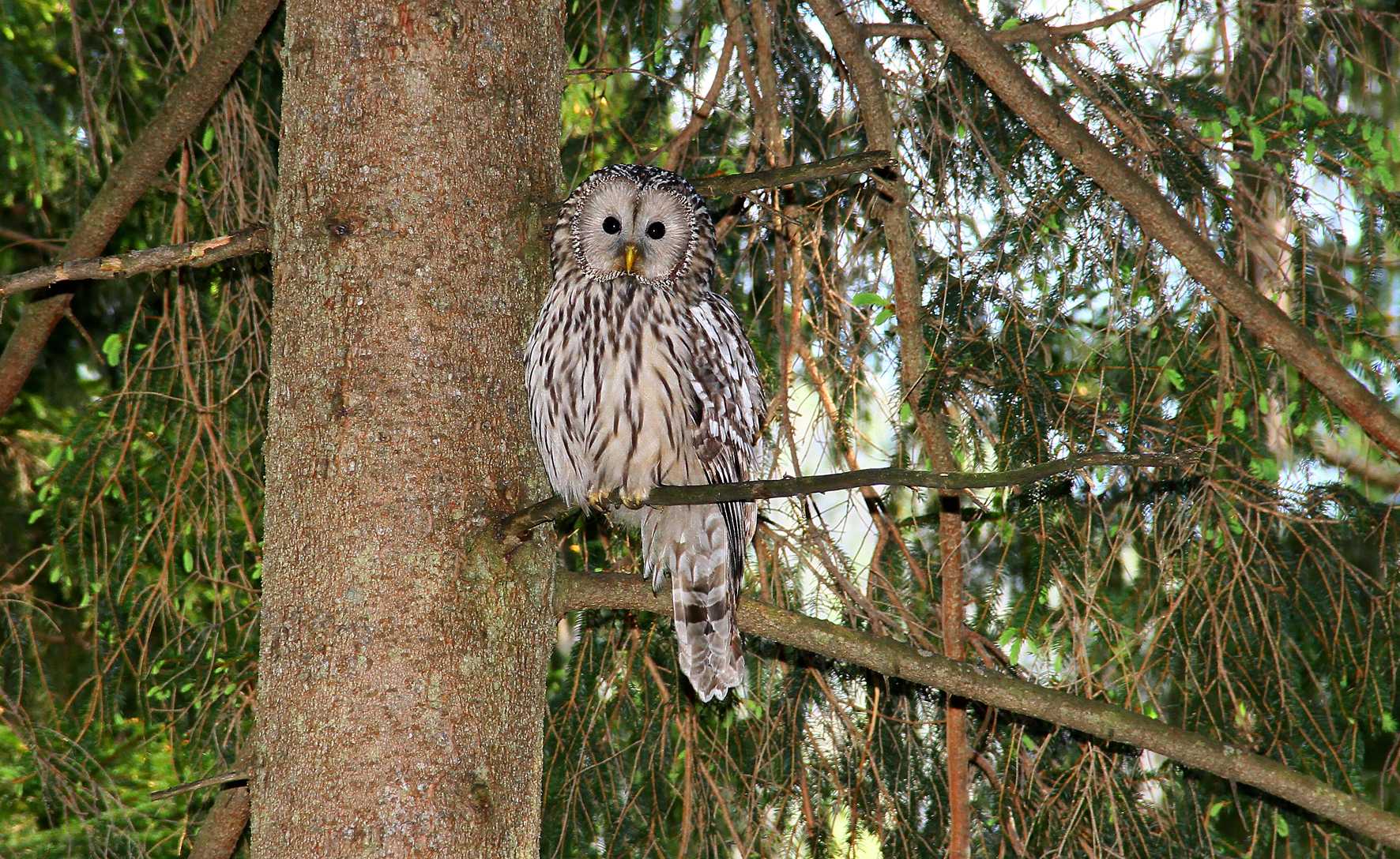 Habichtskauz-Wildnisgebiet Dürrenstein _ © Christoph Leditznig