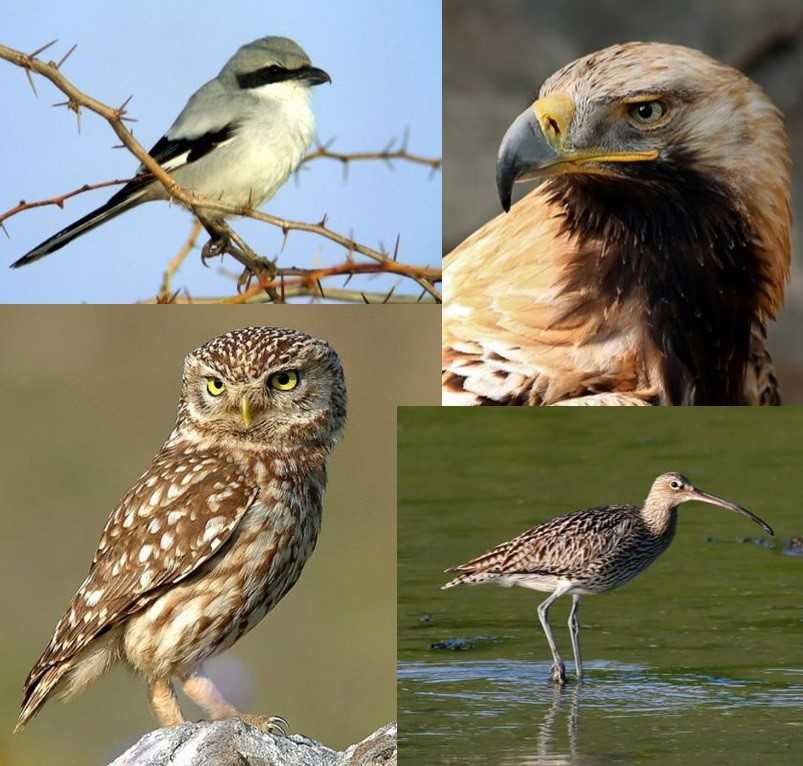 4 Fotos von Vögeln