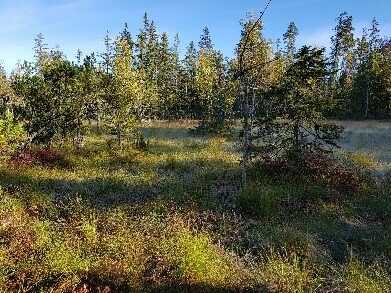 Waldviertler Moor Schutz