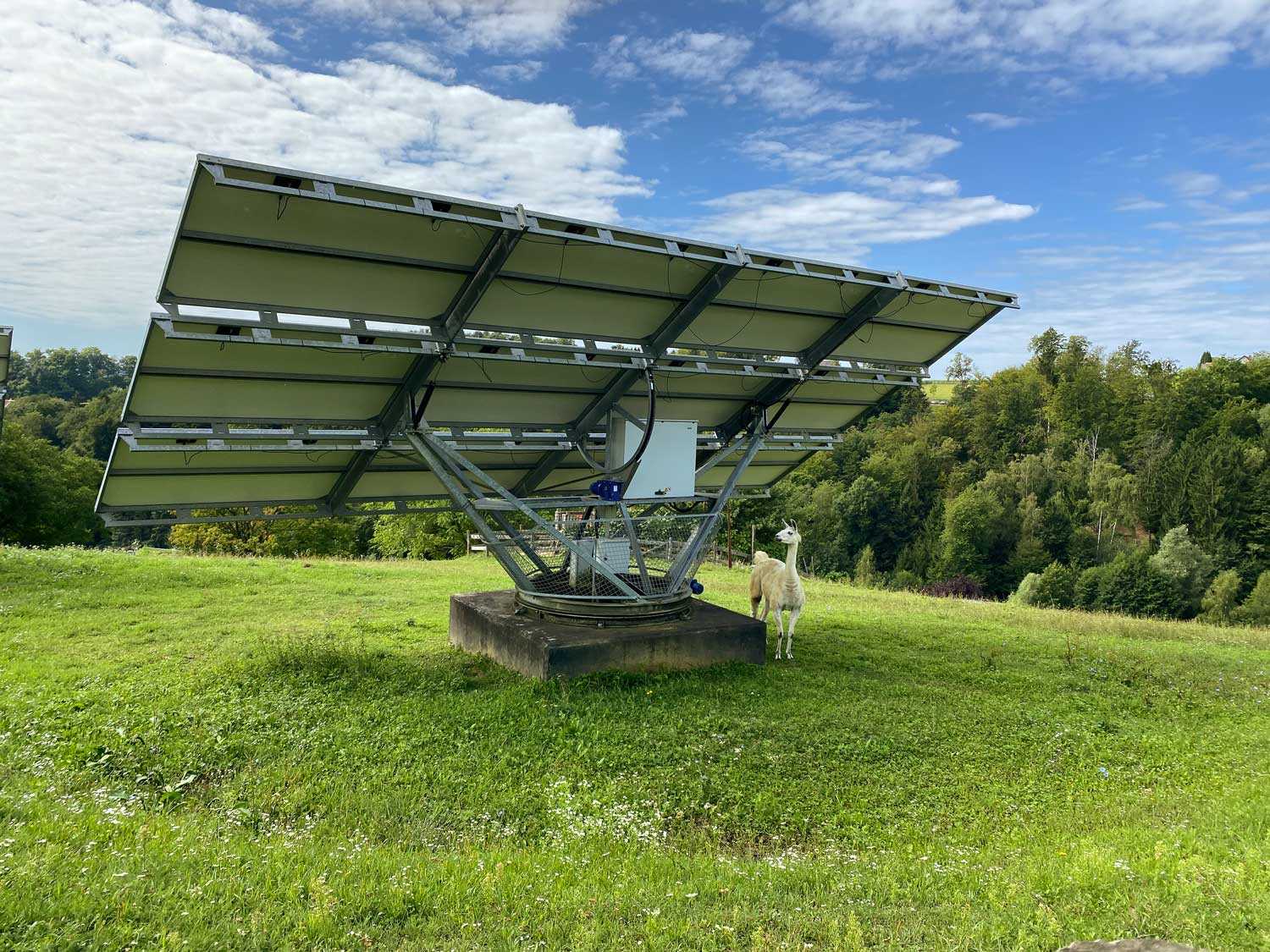 Das Foto zeigt ein Lama unter einer großen PV Anlage stehend und soll als Eyecatcher zeigen, dass Landwirtschaft und die Erzeugung von Solarenergie in der "Agri-Photovoltaik" nebeneinander Platz haben und sich sogar begünstigen können – so wie hier bei der Zotter Bio-Erlebnis-Landwirtschaft (Stmk.)