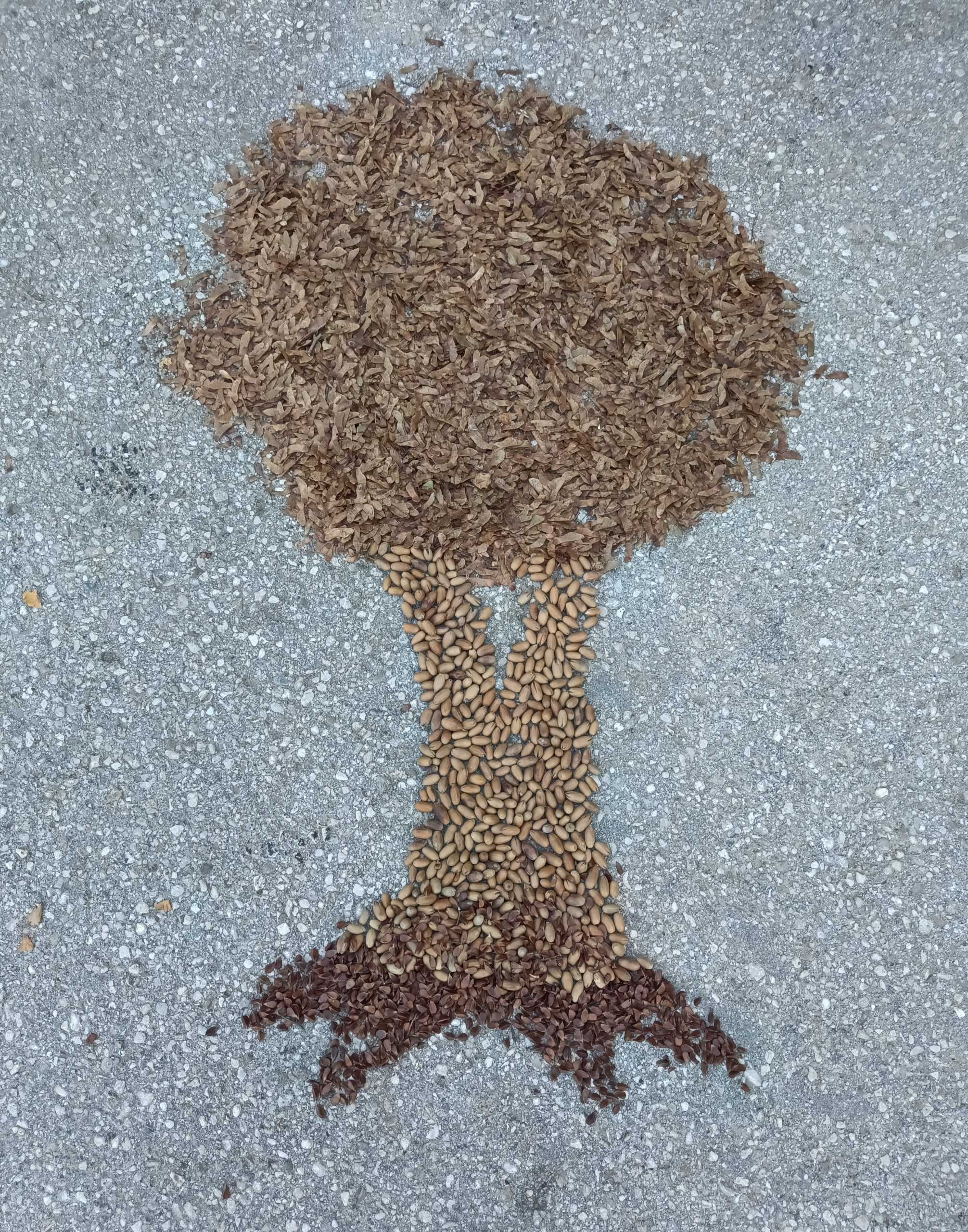 Forstliches Saatgut